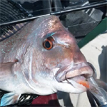 VIDEO: Snapper fishing from a ‘yak